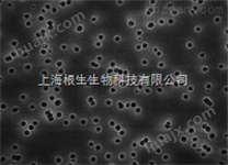 Millipore过滤膜HTBP04700黑色聚碳酸酯滤膜0.4um孔径